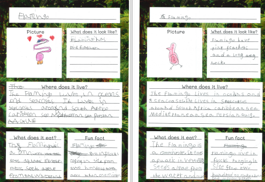 Photos of children's animal fact files work