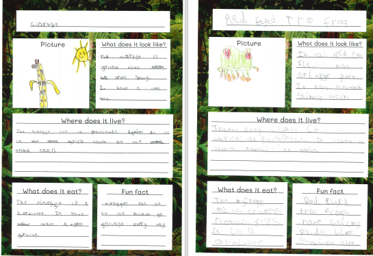 Photos of children's animal fact files work