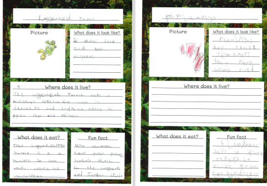 Photos of children's animal fact files work
