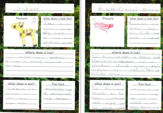 Photos of children's animal fact files work