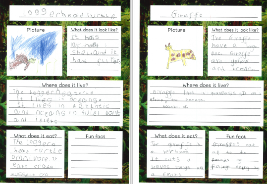 Photos of children's animal fact files work
