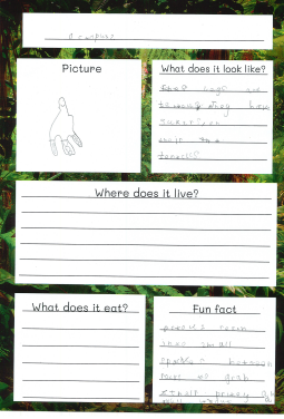 Photo of children's animal fact files work