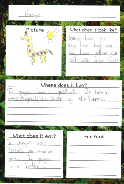 Photo of children's animal fact files work