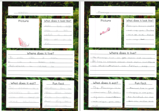 Photos of children's animal fact files work