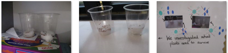 Photos of planting seeds