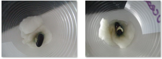 Photos of  seeds growing