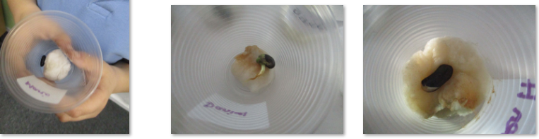 Photos of  seeds growing