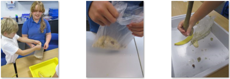 Photos of digestive system experiment