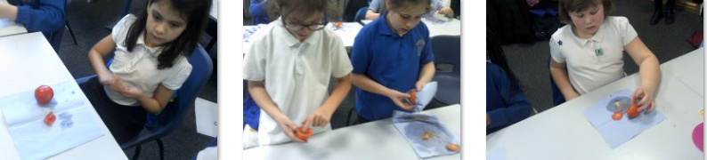 Photos of children mummifying tomatoes