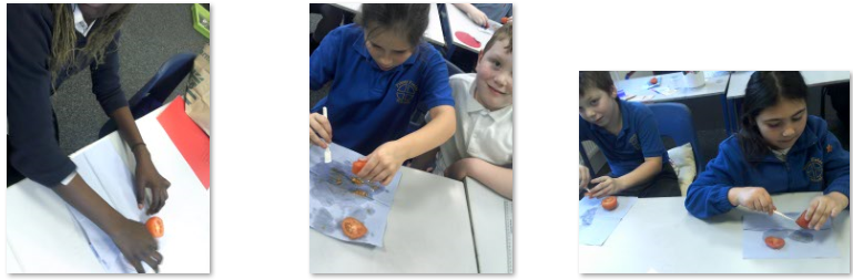 Photos of children mummifying tomatoes