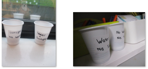 Photo of seeds planting in pots