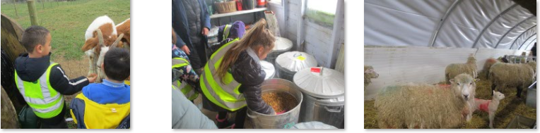 Photos of trip to Frampton Farm