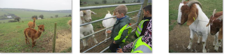 Photos of trip to Frampton Farm