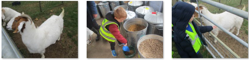Photos of trip to Frampton Farm