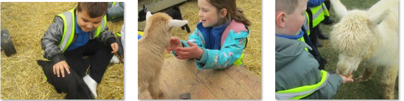 Photos of trip to Frampton Farm