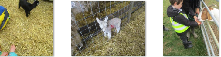 Photos of trip to Frampton Farm