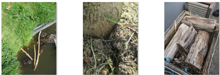 Photos of minibeast habitats
