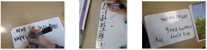 Photos of minibeast English work