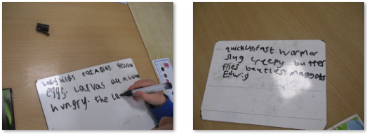 Photos of minibeast English work