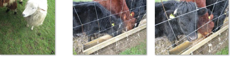 Photos of Frampton Farm trip