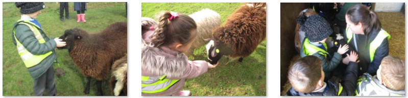 Photos of Frampton Farm trip