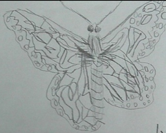 Photo of PSHE butterfly drawing