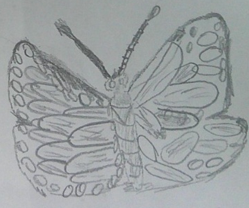 Photo of PSHE butterfly drawing