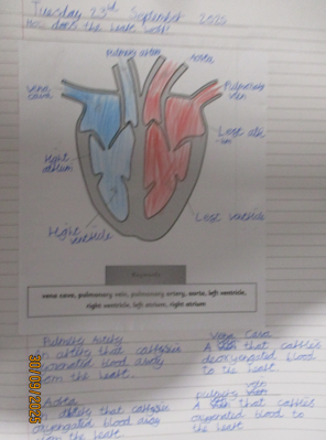 Photo of blood/heart work