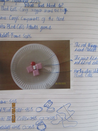 Photo of blood experiment