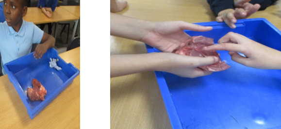 Photo of children dissecting a heart