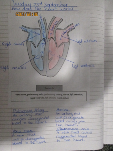 Photo of the heart work
