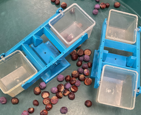 Photos of children's conker collecting