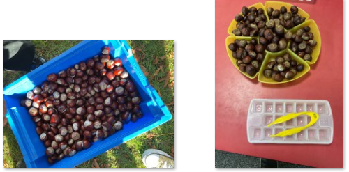 Photos of children's conker collecting