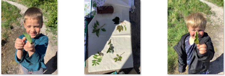 Photos of children collecting leaves at Forest School