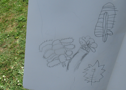 Photo of woodland drawing