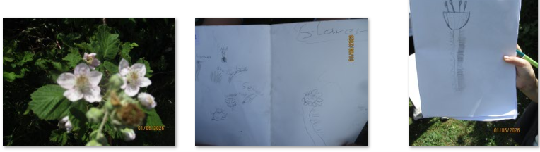 Photos of woodland drawings