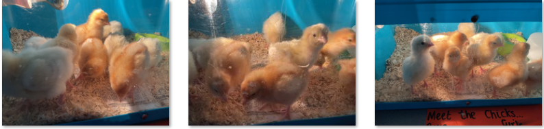 Photos of baby chicks