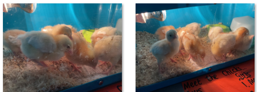 Photos of baby chicks