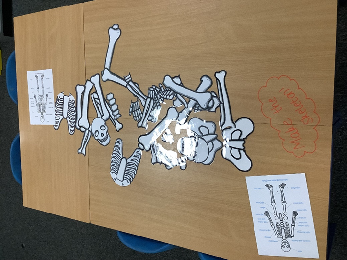 Photos of skeleton