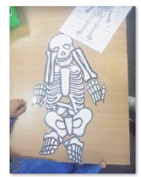 Photos of children building skeletons