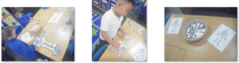 Photos of children building skeletons