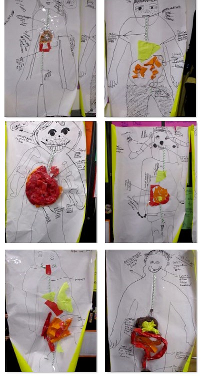Photos of digestive system work