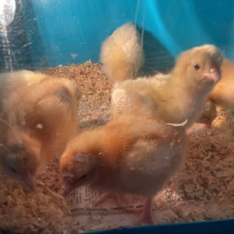 Thumbnail image of chicks